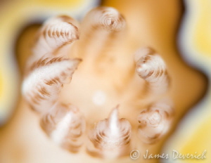 Gills of the Goniobranchus coi by James Deverich 